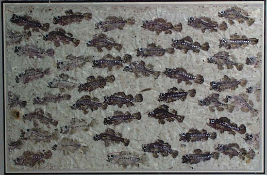 School of Small Fish Gyotaku