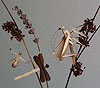 Grass Bugs Thumbnail