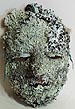 Lichen Mask Thumbnail